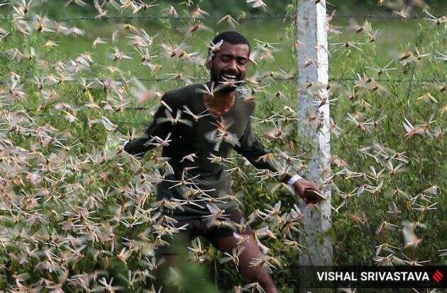 महामारीच्या संकटाला तोंड देत असतानाच उत्तर प्रदेशसह शेजारच्या राज्यांमध्ये टोळ किड्यांनी हैदोस घातला. अचानक आलेल्या टोळधाडीनं पिकांचं प्रचंड नुकसान केलं. उभ्या पिकाचाच सत्यानाश झाल्यानंतर शेतकऱ्याच्या अश्रुंचा कडलोट झाला. उत्तर प्रदेशातील बाराबांकी जिल्ह्यातील हे दृश्य टिपत कॅमेऱ्यानं या संकटांची नोंद करून ठेवली.