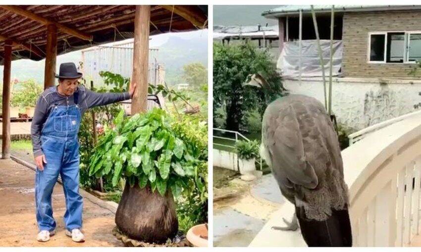 या फोटो गॅलरीमध्ये आपण धर्मेंद्र यांच फार्महाऊस पाहणार आहोत.