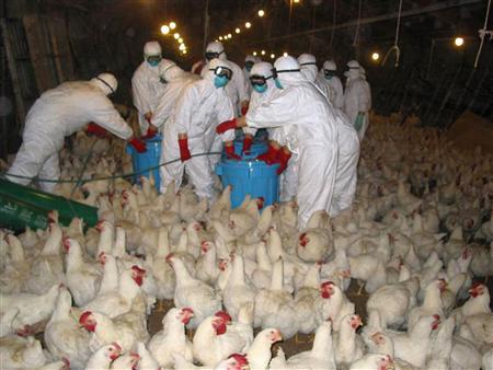 बर्ड फ्लूचा प्रसार थांबवण्यासाठी जपानने ११ लाख ६० हजार कोंबड्यांना संपवण्याचा निर्णय घेतला आहे. जपानमधील अधिकाऱ्यांनी चीबामधील १० किमीपर्यंतचा परिसर क्वारंटाइन केला असून या ठिकाणी कोंबड्या आणि अंडी न पाठवण्याच्या सूचना देण्यात आल्या आहेत.