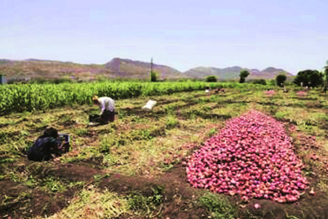 विकेल ते पिकेल या संकल्पनेवर आधारित कांदा पिकासाठी शेतकरी प्रशिक्षण ताहाराबाद येथे झाले. 