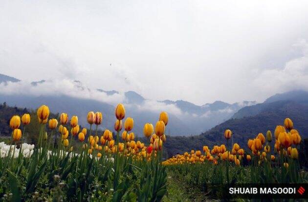 माणसं कैद झाली असली, तरी निसर्गाचं चक्र संथपणे सुरूच होतं. भारताचं नंदनवन अशी ओळख असलेल्या काश्मीरात निसर्ग रंग-गंधाची उधळण सुरूच होती. श्रीनगरमधील तुलिप गार्डन यंदाही नेहमीप्रमाणेच बहरून गेलं होतं. पण, एकच उणीव होती, या फुलांना बघण्यासाठी येणाऱ्या पर्यटकांची गर्दी मात्र, यावेळी नव्हती.