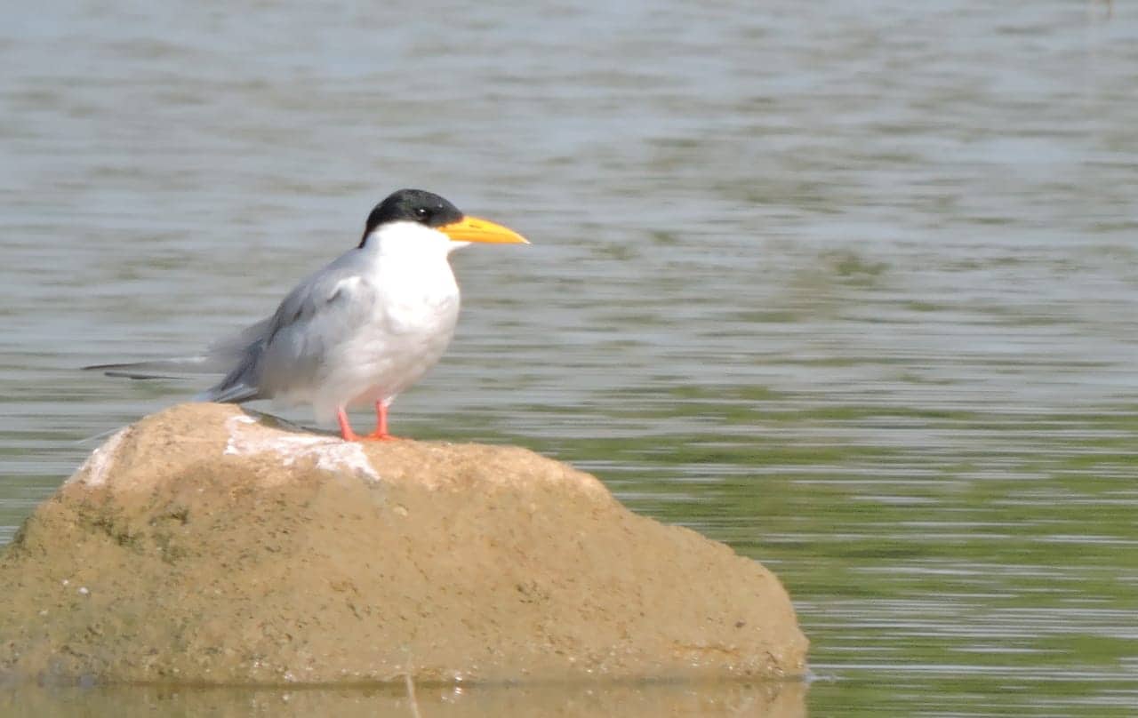 पक्ष्यांच्या दृष्टीने डोंगरगाव तलावाचे महत्त्व अधोरेखित करणाऱ्या या सर्व नोंदी बहारद्वारे इ-बर्ड संकेतस्थळावरही टाकण्यात आल्या आहेत.