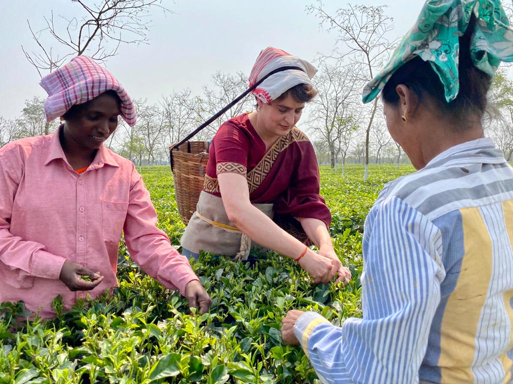 त्यानंतर प्रियंका यांनी तेथील चहाच्या मळ्यांमध्ये काम करणाऱ्या महिलांसोबत चहाच्या पानांची तोडणी केली.