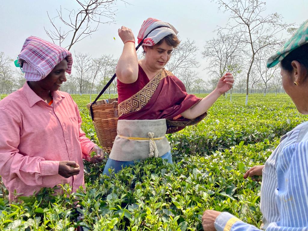 प्रियंका यांनी चहाची पानं कशी तोडता इथपासून ते प्रत्यक्षात चहाच्या मळ्यात जाऊन ती तोडण्याचा अनुभवही घेतला.