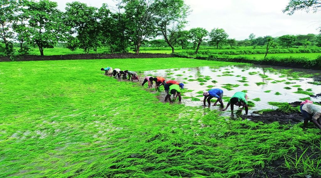 भात उत्पादक शेतकरी आर्थिक संकटात