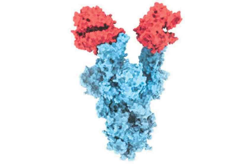 WHO assigns labels to Covid variants