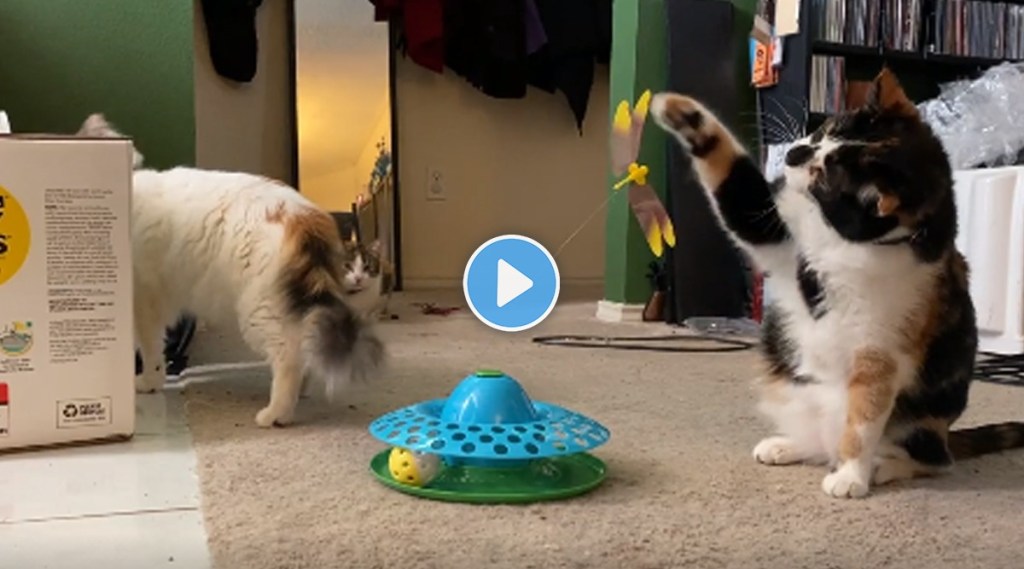 cat investigates new toy