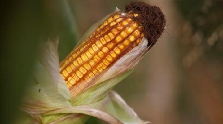 health benefits of eating corn in monsoon season