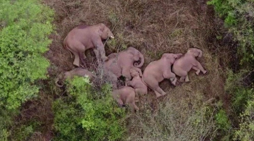 elephants, Viral Photo, elephant Viral Photo