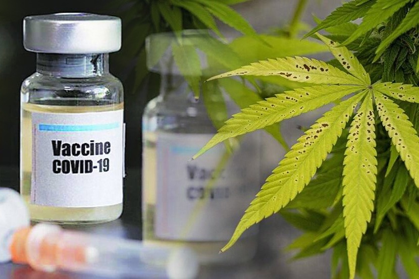 Washington state allows people to get cannabis after Covid vaccine