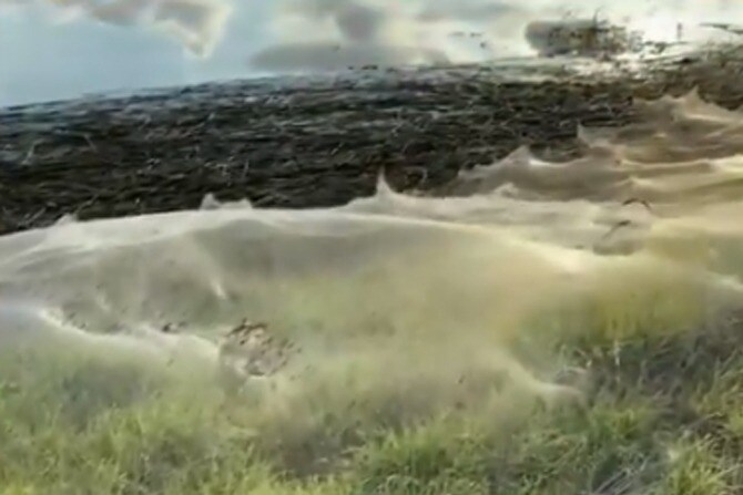 massive spider webs in Australia