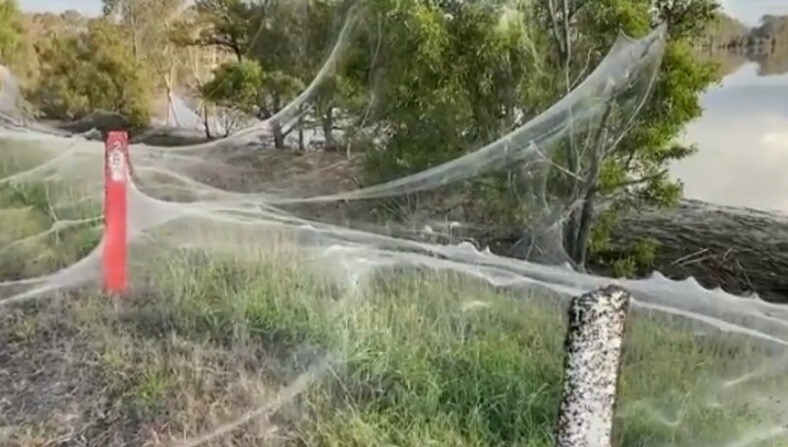massive spider webs in Australia