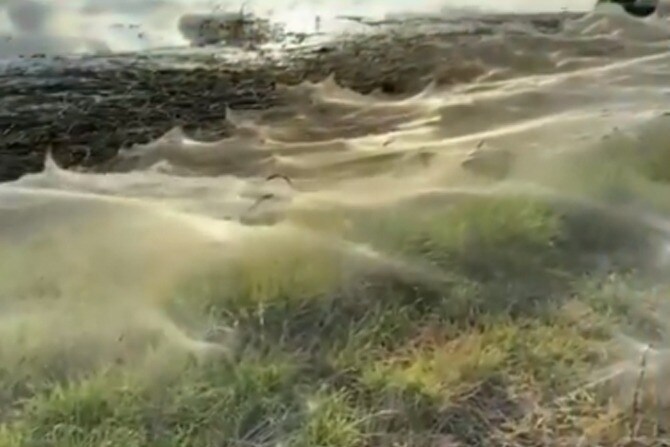 massive spider webs in Australia