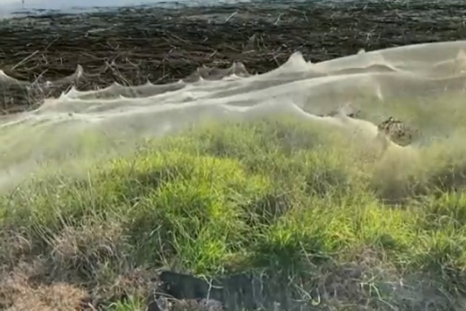 massive spider webs in Australia