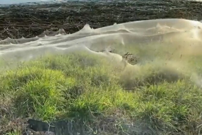 massive spider webs in Australia