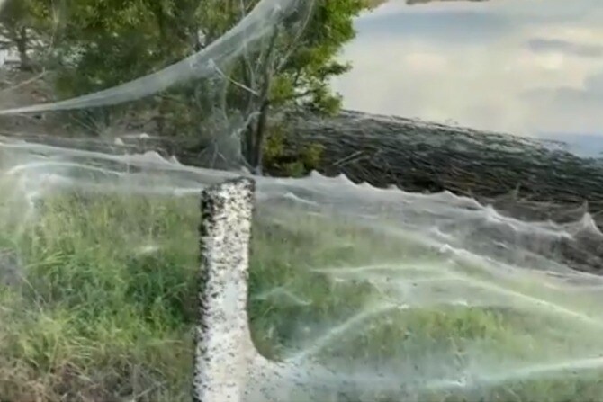 massive spider webs in Australia