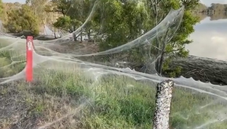 massive spider webs in Australia