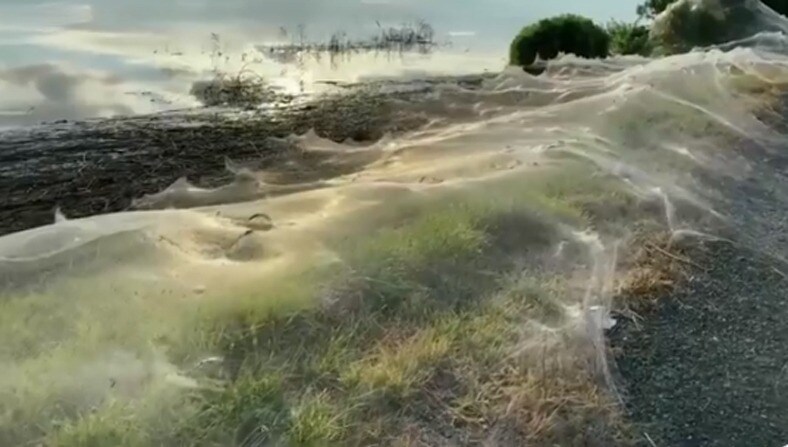 massive spider webs in Australia
