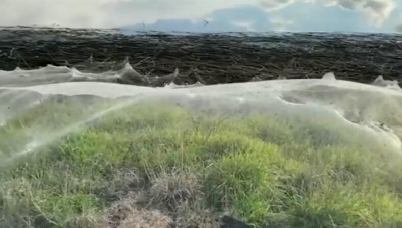 massive spider webs in Australia
