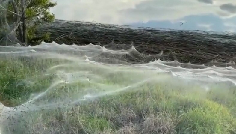 massive spider webs in Australia
