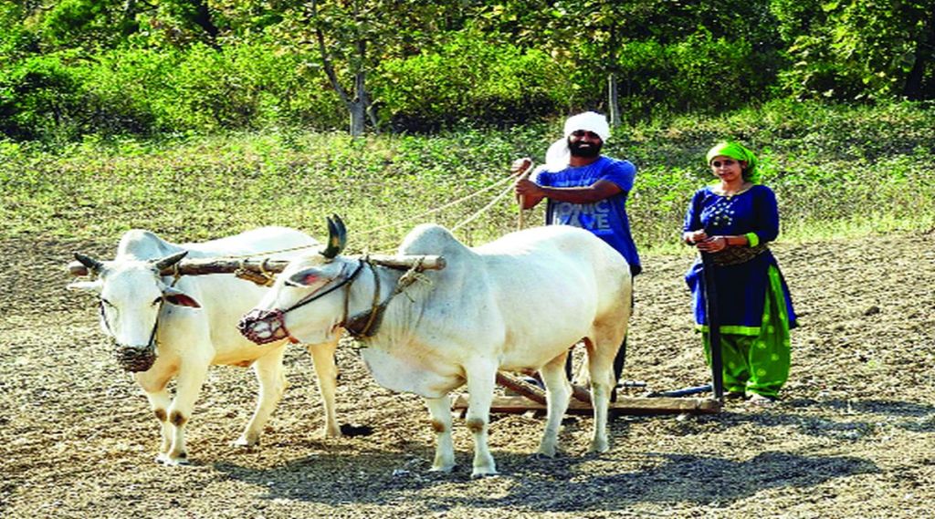 शेतात राबताना ‘ग्रामहित’चे पंकज व श्वेता महल्ले