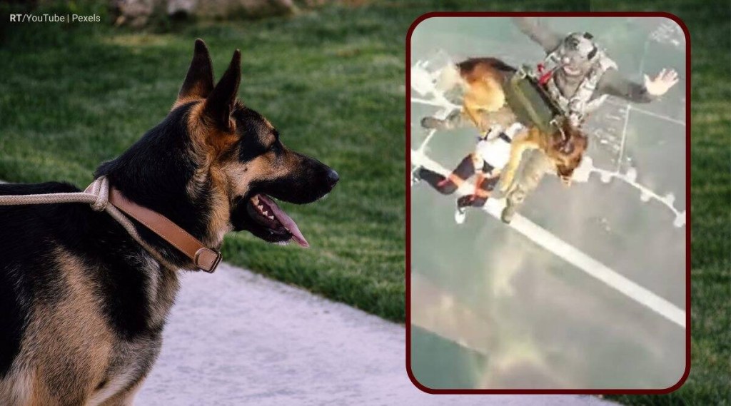 Russia-Parachute-Dog