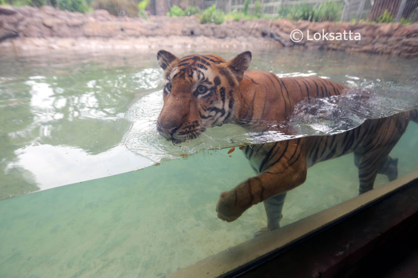 Shakti and Karishma Tigers Byculla Zoo Mumbai Veer Mata Jijabai Bhosale Udyan