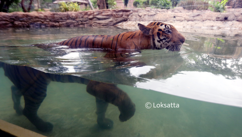 Shakti and Karishma Tigers Byculla Zoo Mumbai Veer Mata Jijabai Bhosale Udyan