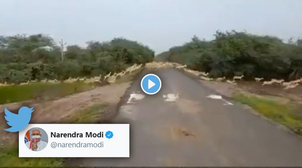 PM Modi shared video of thousands of Blackbucks See this awesome view gst 97