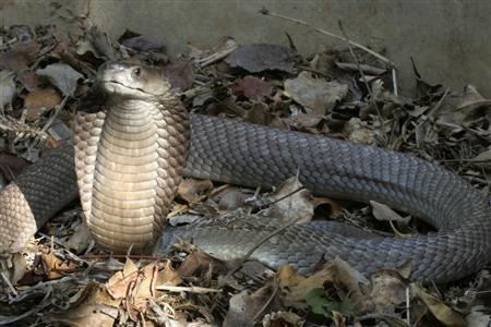 Odisha A pet cat stood guard to prevent a cobra from entering a house