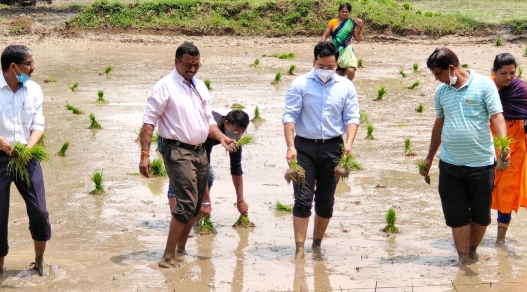 Gadchiroli-District Collector planted paddy in the field