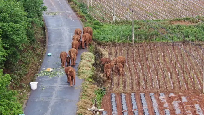 China wild elephants head to safety after long trek