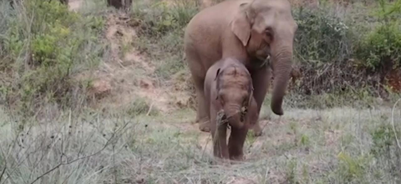 China wild elephants head to safety after long trek