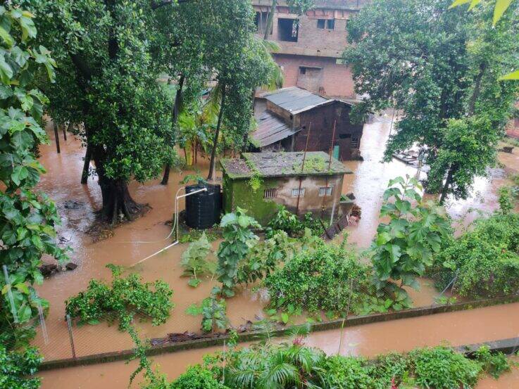 Flood in maharashtra tree