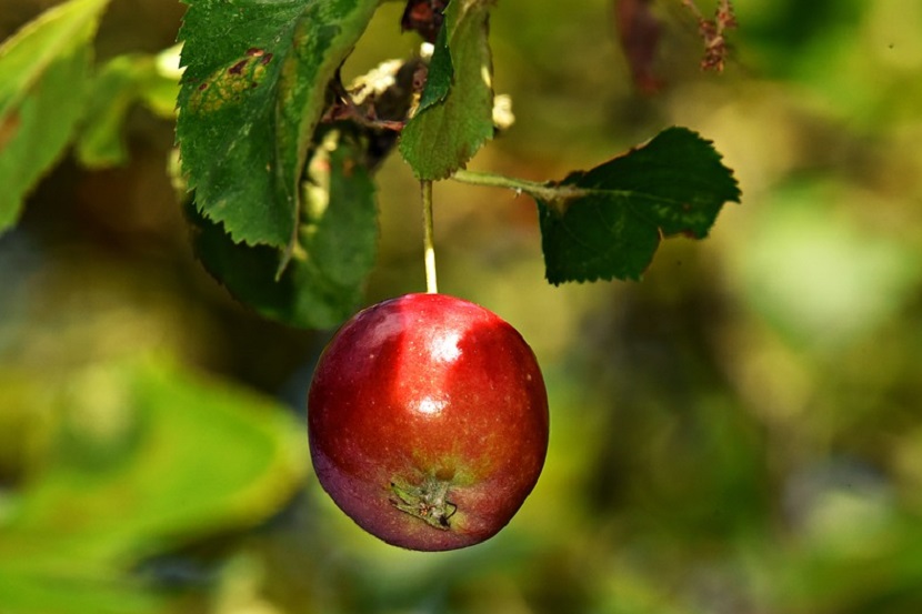 सफरचंद -सफरचंदमध्ये कॅलरीची संख्या कमी असते. तर दुसरीकडे फायबर, व्हिटॅमिन सी आणि मिनिरल्सचे प्रमाण जास्त असते. त्यामुळे वजन कमी होण्यास मदत होते.