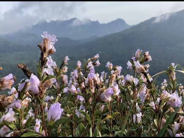 केरळच्या इडुक्की जिल्ह्यातील संथानपारा पंचायत अंतर्गत शालोम टेकड्यांवर नीलाकुरींजीची फुले पुन्हा एकदा फुलली आहेत. ही फुले दक्षिण भारतातील केरळ, कर्नाटक आणि तामिळनाडू राज्यांच्या शोला जंगलांचे नैसर्गिक सौंदर्य वाढवतात.