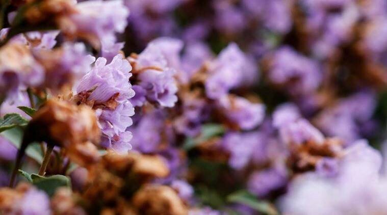नीलाकुरिंजी नावाचे फूल जगातील अनेक विलक्षण फुलांपैकी एक आहे. विशेष गोष्ट म्हणजे नीलाकुरींजीची फुले १२ वर्षांतून एकदा फुलतात. या फुलांचे सौंदर्य पाहण्यासाठी पर्यटकांना १२ वर्षे वाट पाहावी लागते.