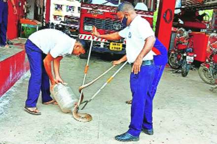 साप जंगलात सोडण्यास वनविभागाचा विरोध