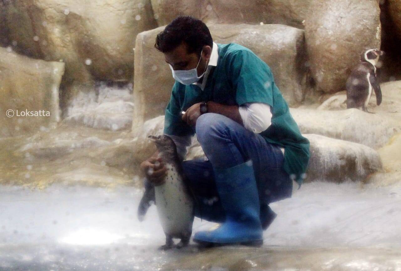 Humbolt Penguins Mumbai Byculla Zoo