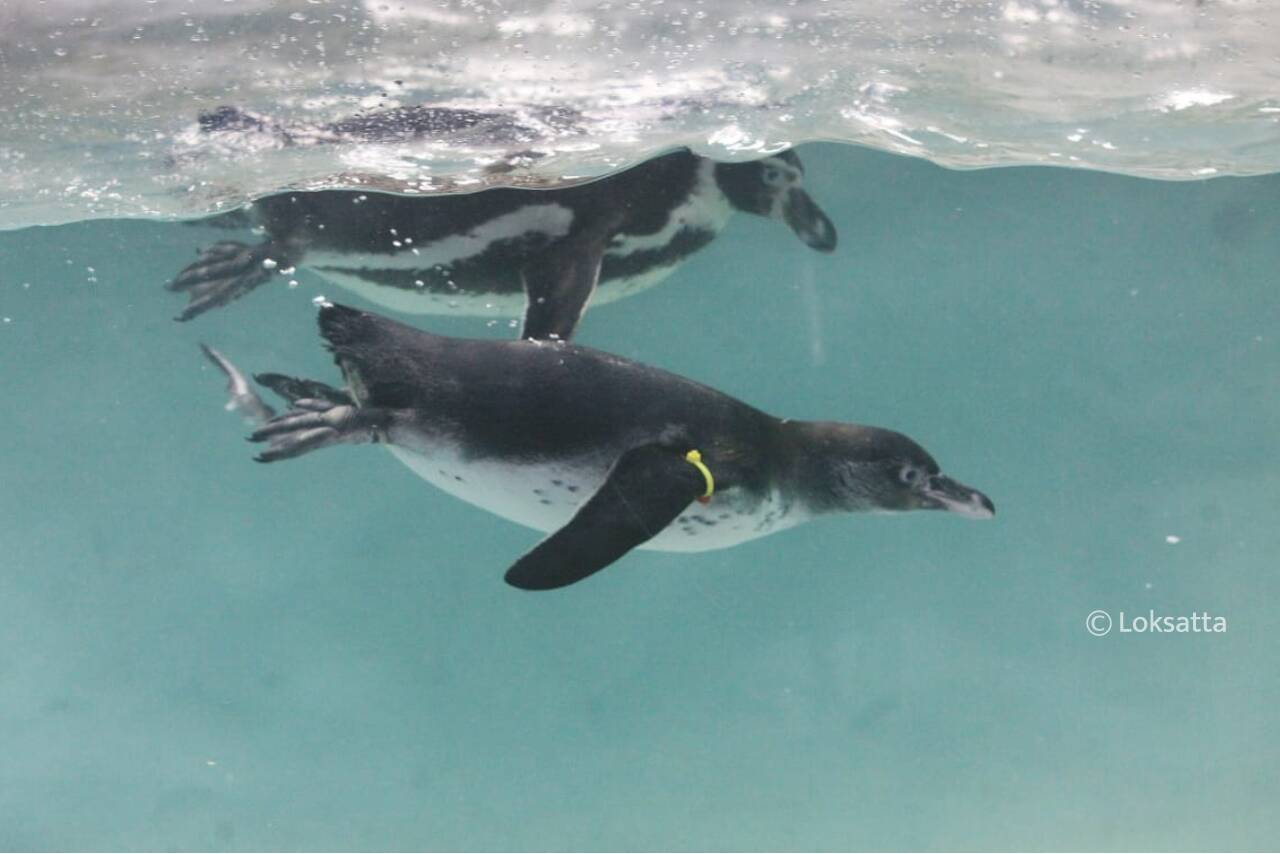 Humbolt Penguins Mumbai Byculla Zoo