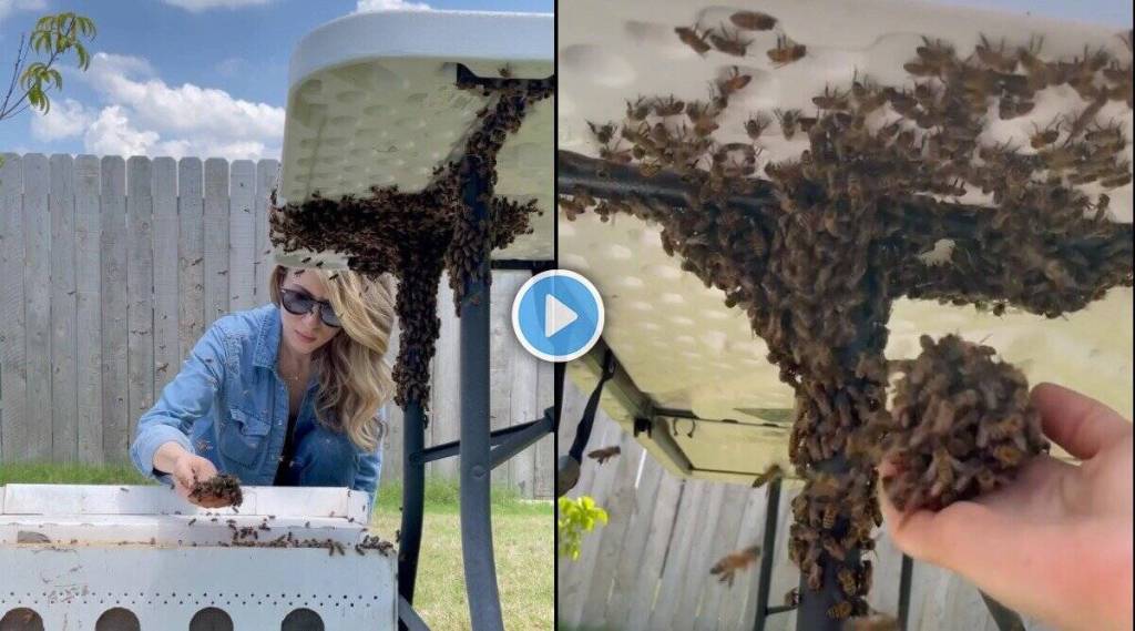 beekeeper-relocates-bee-colony-with-her-bare-hands