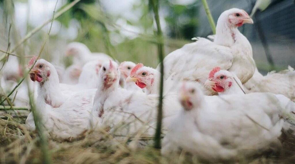 chinese-children-will-made-smart-through-chicken-parenting