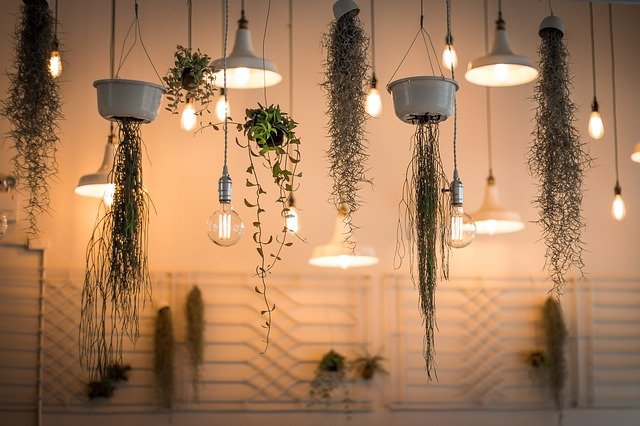 lights with plants