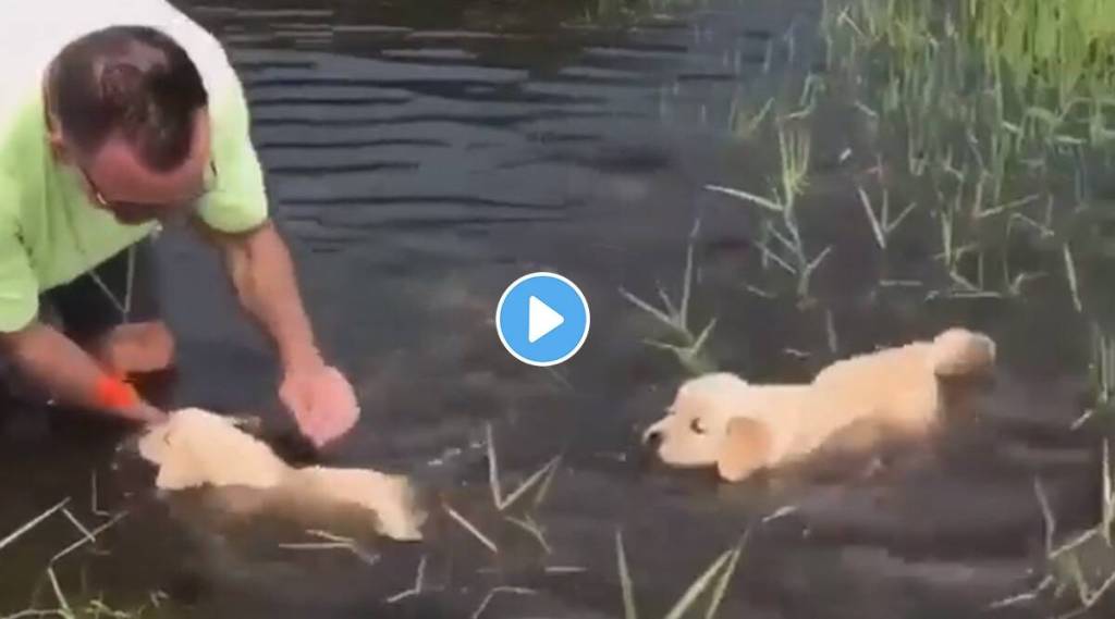 puppies are learning how to swim