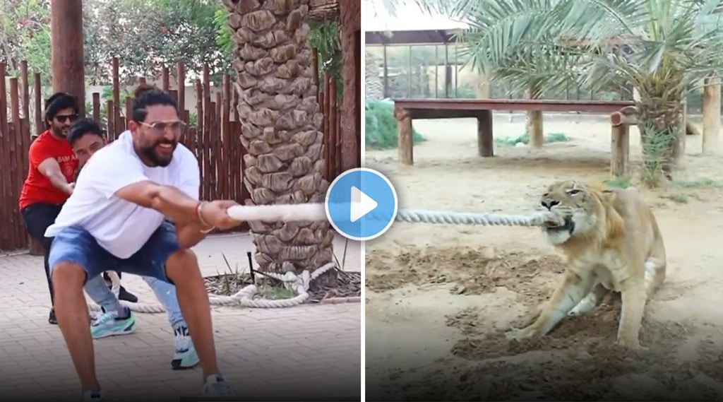 Yuvraj Singh Liger Tug Of War Video Goes Viral gst 97