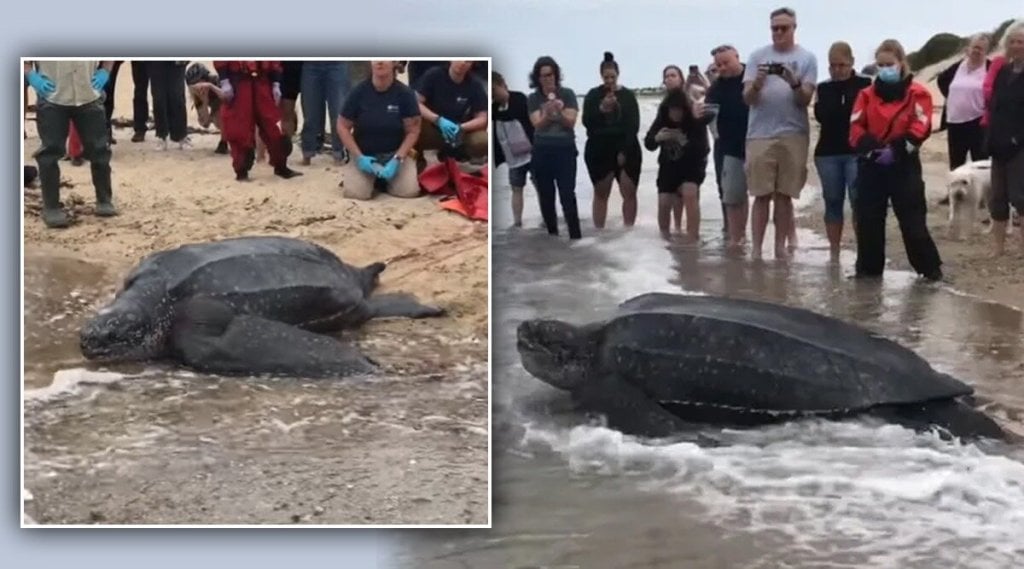 massive-sea-turtle-gets-stuck-in-mudflat