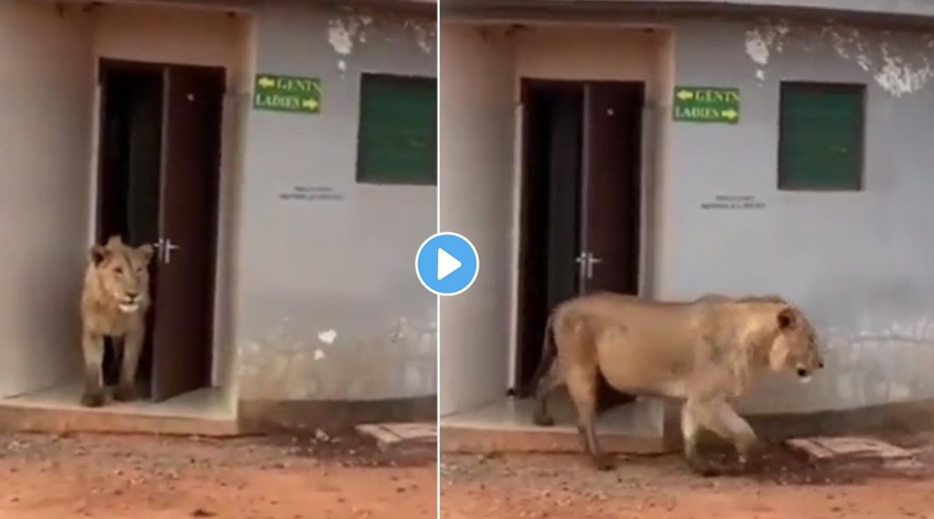 viral video of lion