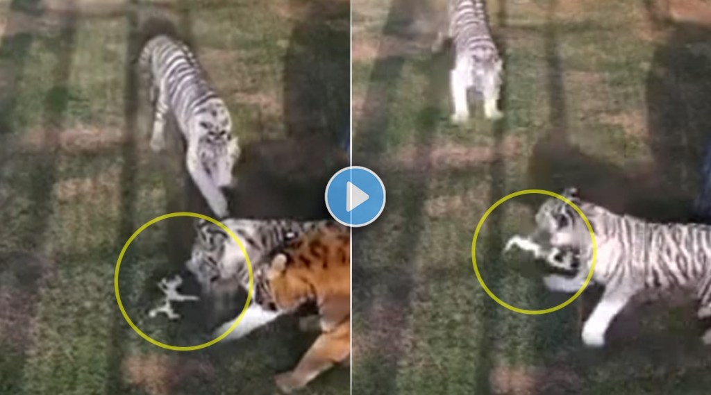 kitten attacked by three tigers