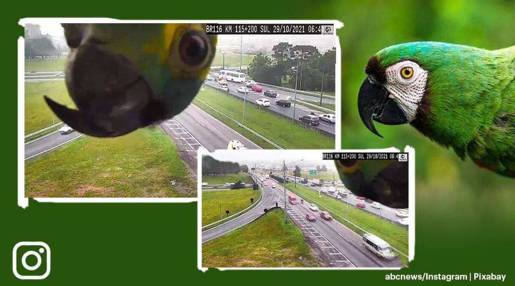 parrot-cctv