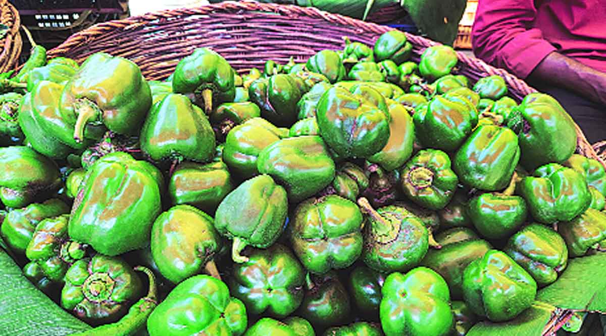 rs120-per-kg-in-the-retail-market-bell-pepper-akp-94